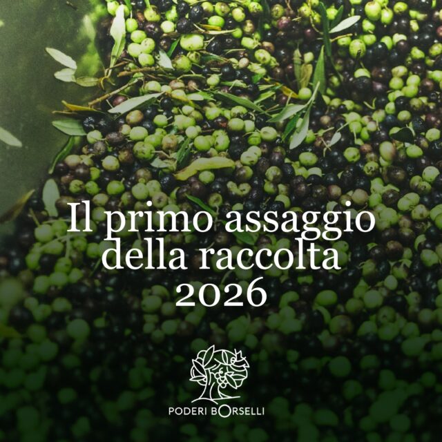 La nuova stagione comincia con il primo assaggio. 🌿

Tra il Monte Amiata e la Val d’Orcia produciamo olio extravergine biologico dal 1996.

Ora puoi preordinare l’olio della raccolta 2026: completi l’acquisto oggi e ricevi il tuo ordine appena terminati frangitura, controlli e confezionamento.

✓ Biologico
✓ Toscano
✓ Direttamente dal produttore
✓ Spedito appena pronto

🚚 Spedizione gratuita in Italia

Scopri il raccolto 2026 e preordina dal pulsante qui sotto oppure dal link in bio.

#OlioNuovo #OlioToscano #OlioBiologico #PoderiBorselli